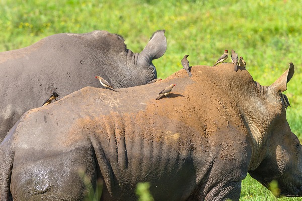 Rhino with newborn calf around waterhole summer closeup photo of protected wildlife animals.